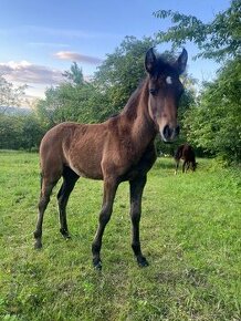 Letošní kobylka WPBr po lusitano hřebci