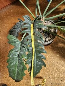 Philodendron - 1