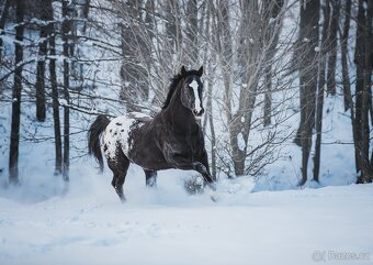 Připouštění hřebcem APPALOOSA
