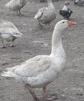 Husy německé