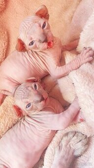 Koťátka Sphynx