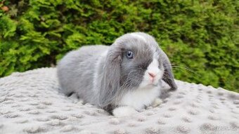 Zakrslý beránek, králíček, králík - HEIDY