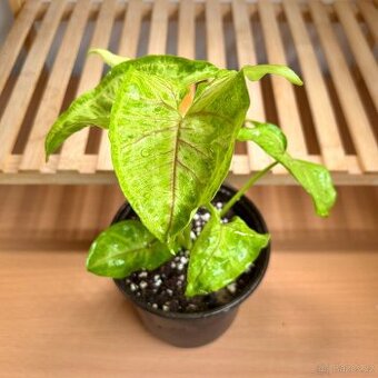 Syngonium Golden Allusion