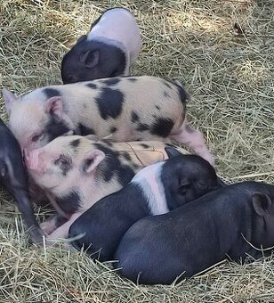 Gottingenské miniprasátka selátka