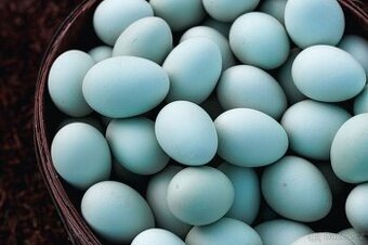 Slepice Nosnice Greenshell - snáší zdravá zelená vajíčka