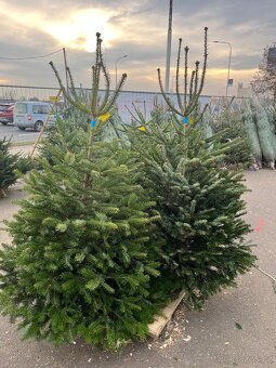 VÁNOČNÍ STROMKY - 1