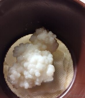 Tibetská kefírová houba