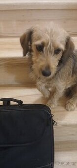 Jezevčík dlouho srsné