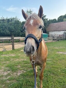 Prodám mladého haflinga s PP – hřebeček, 1,5 roku