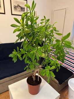 Synadenium Grantii - Gumovník