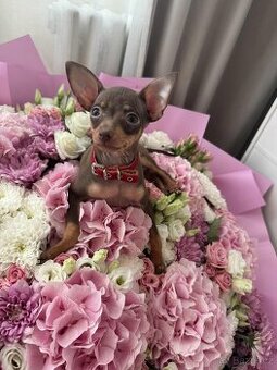 Pražský krysařík čoko s pálením