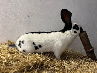 Německý obrovitý strakáč černý (NOS)