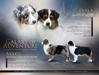 Australský ovčák s PP - odběr leden 2026