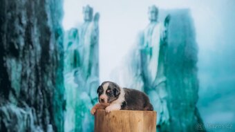 Australský ovčák s PP - odběr leden 2026