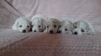 Bišonek - Bichon a poil Frisé - 1