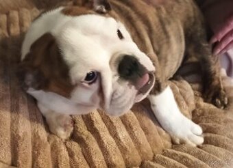 Anglický buldok s PP, fenečka k odběru