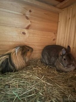 Daruji 2 králíky a 2 morčátka