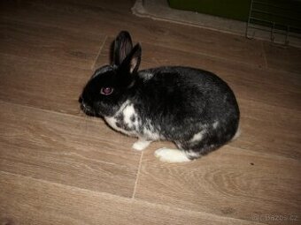 Králík s kompletní výbavou