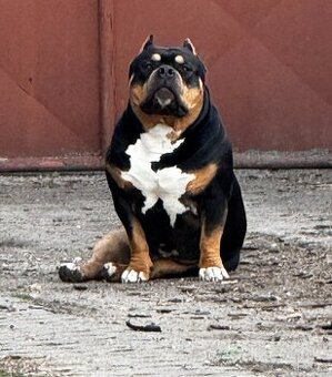 American bully pocket - ABKC Champion krytí