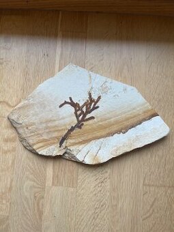 Fosilie větve vyhynulé rostliny rodu Brachyphyllum