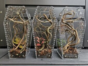 Akrylová terária - rakev