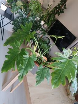 Philodendron