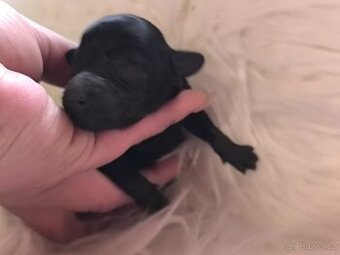 Chlapeček Pudl toy , pudlík, poodle toy s pp