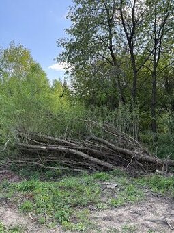 strom dřevo