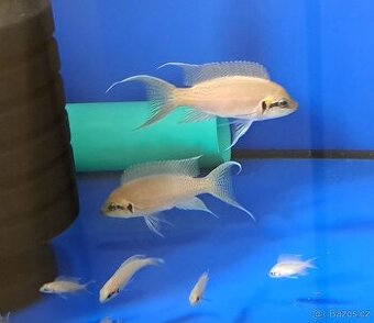 Tanganika ... Neolamprologus brichardi .... 17rybek - 1