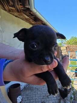 Mini civava