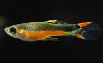 Endlerky Santa Maria