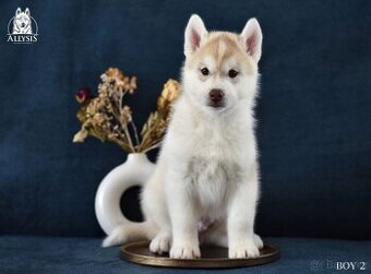 Sibiřský husky - štěně s PP