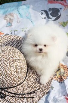 Pomeranian mini - 1