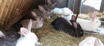 Prodám mladé králíky - i větší množství