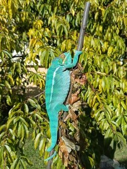 Chameleon pardálí