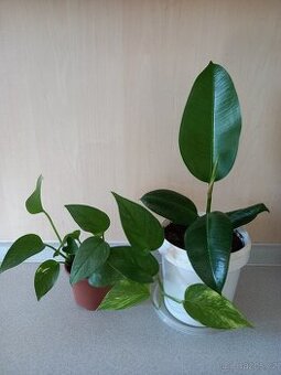 Potos a ficus