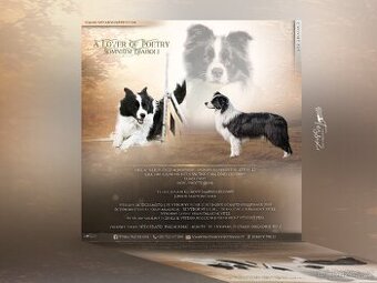 Border kolie s PP, krycí pes