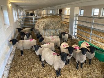 Plemenny beran Suffolk- Barry, Harrison