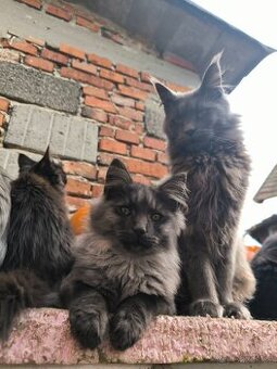 Koťata Mainská mývalí