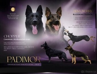 Německý ovčák štěňata