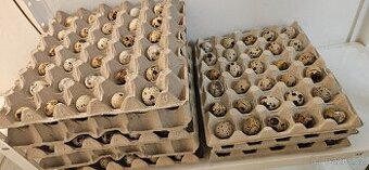 Násadová vejce křepelek