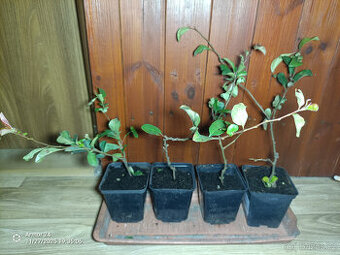 KDOULE POMERANČOVA - Kdoulovec Nivalis