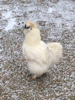 Kohout hedvábničky eu