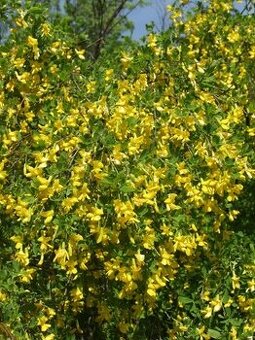 Čimišník medonosný kvetoucí živý plot