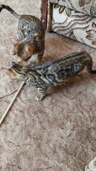 Bengalská kočka-koťátka s PP