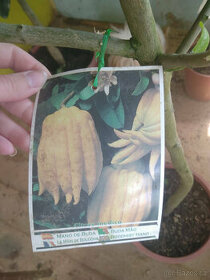 Citrusy - Budhova ruka