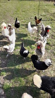 Násadová vejce velkých holanďanek