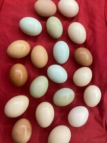 Násadová vejce slepic - dvorek mix