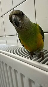 Ručně dokrmený papoušek senegalský