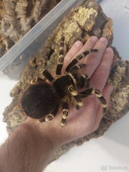 Pavúk, sklípkan, tarantula, vtáčkar